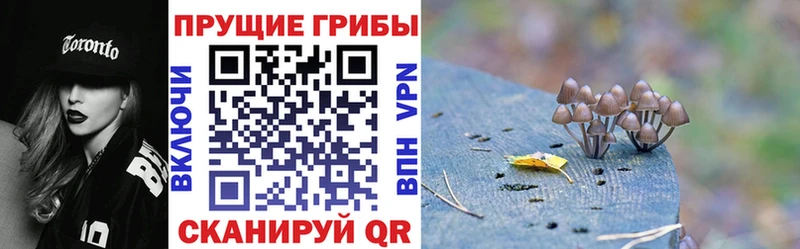 как найти   Зеленогорск  Галлюциногенные грибы мухоморы 